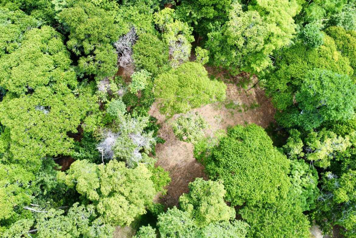 OCEAN AND FOREST VIEW PROPERTY MINUTES TO THE BEACH – 5.11 ACRES